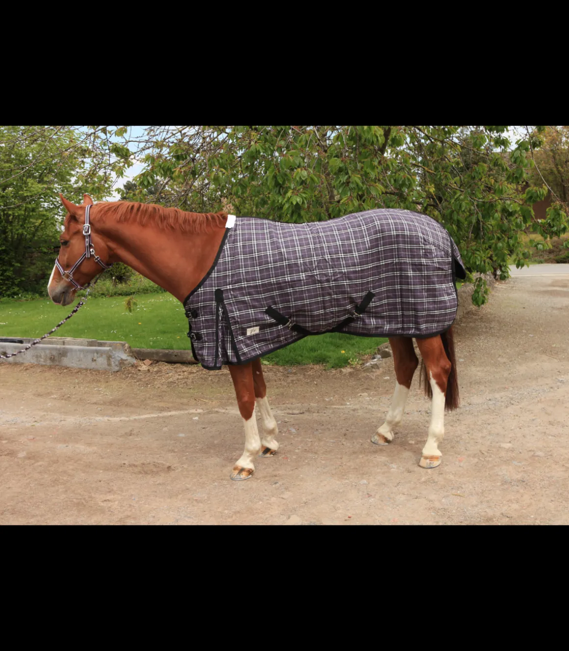 Chemise de box 0 GR - JMR violet pour shetland