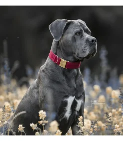 Collier pour chien Corduroy - Kentucky