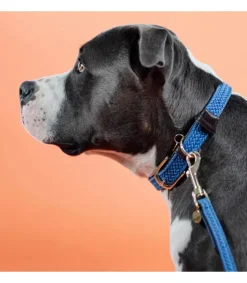 Collier pour chien en nylon tressé - Kentucky