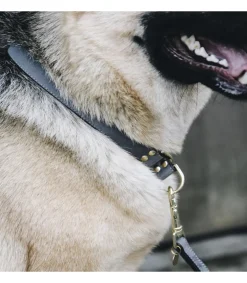 Collier pour chien Loop - Kentucky