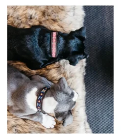 Collier pour chien Perles - Kentucky