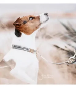 Collier pour chien Pied-de-poule - Kentucky