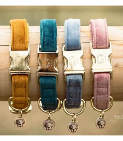 Collier pour chien Velvet - Kentucky