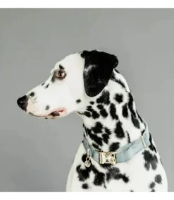 Collier pour chien Velvet - Kentucky