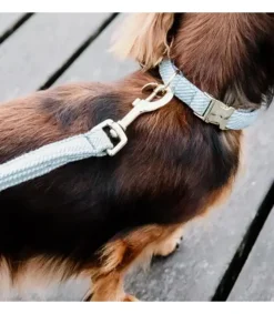 Collier pour chien Wool - Kentucky