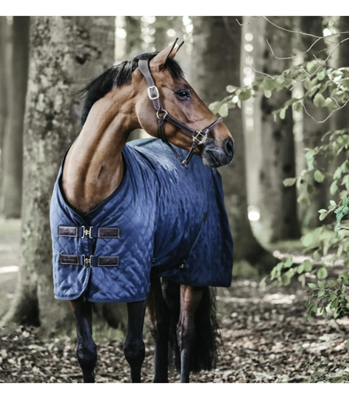 Couverture d'écurie 0gr - Kentucky