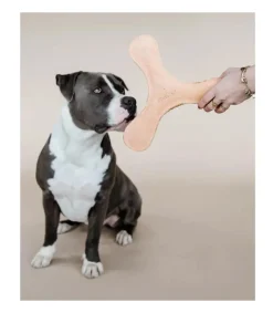 Jeux Boomerang Pastel pour chien - Kentucky