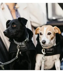 Laisse pour chien Pied-de-poule 2 mètres - Kentucky