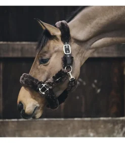 Licol de transport avec mouton - Kentucky