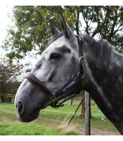 Licol en cuir et élastique Ralph - JMR PRO