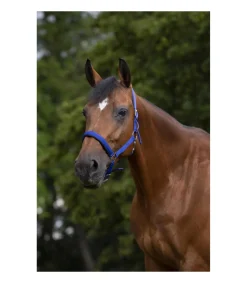 Licol NORTON - Doublé néoprène