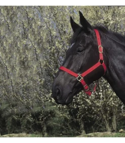 Licol nylon RIDING WORLD