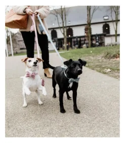 Noeud papillon Velvet pour chien - Kentucky